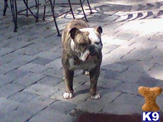 Stud Dogs in MA